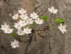 风铃花花语