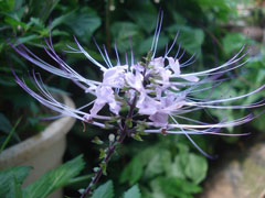 多肉怎么移植到花盆里