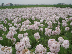 水仙花长什么样