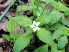 香草豆荚