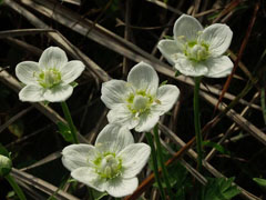 百合花功效