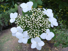 樱花树苗基地