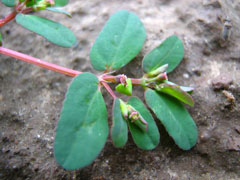 非洲茉莉