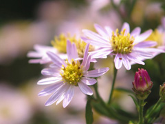 茶叶渣可以做花肥吗