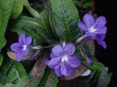 多肉怎么移植到花盆里