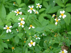 藏红花什么时候开花