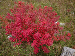 芒果催熟