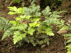 怎样种植金银花