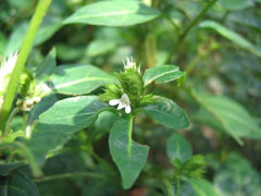 无花果开花吗?