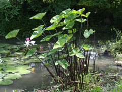 橘子什么季节成熟