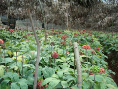 香樟树种植