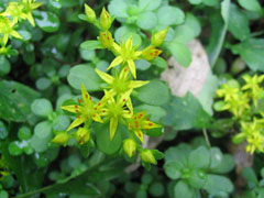 芦荟开花了是怎么回事