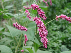 水仙花长什么样子图片