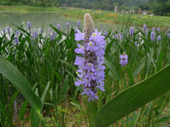 野荠菜图片