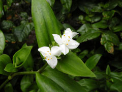 甲氨基阿维菌素