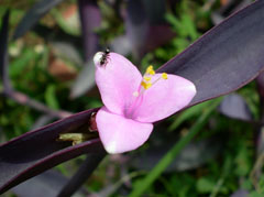 风信子花语