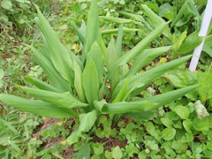 香草豆荚