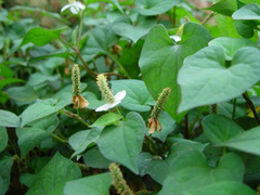 多年生草本植物