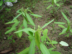 怎样种植金银花