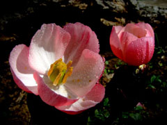 花束包装教程