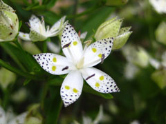 zingiber officinale