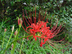 玉兰花什么季节开花