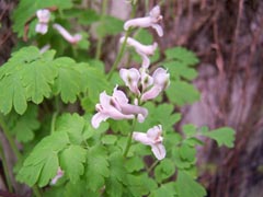 混播黑麦草价格