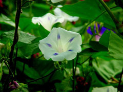 郁金香种子怎么种植方法