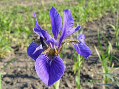 桂花树苗