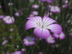 蟹爪兰的花语