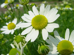 蓝色满天星的花语是什么