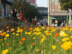 杜鹃花夏天怎么养