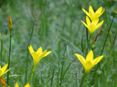 秦冠苹果