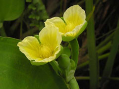 香水百合花语