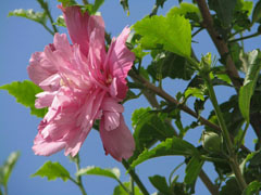 茶花养在家里怎样才能养好