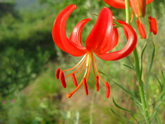 山野菜图片