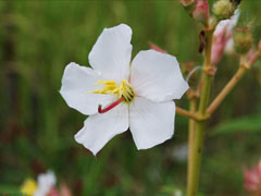 小米花图片