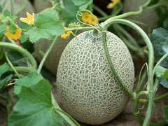 蓝花楹适合在哪里种植