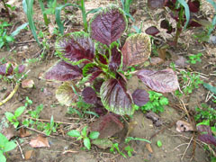 丁香花简笔画