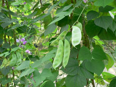 金山绣线菊