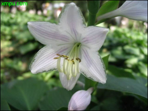 山桂花