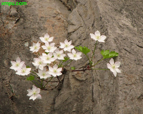 百合花种植