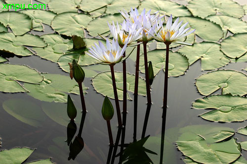 刺老芽图片