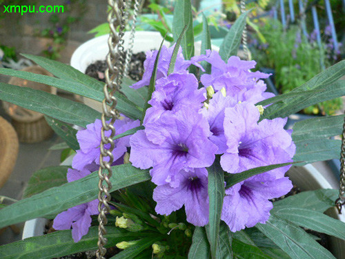 香花槐