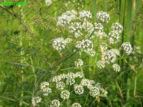 一品红什么季节开花