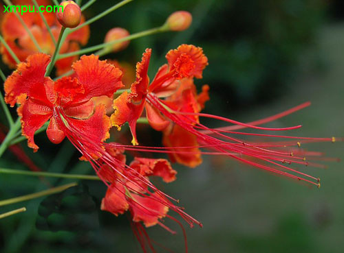 茶花树图片