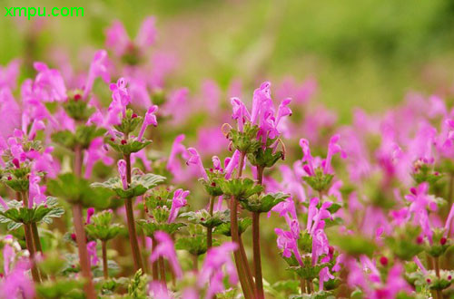 蒲公英什么时候开花