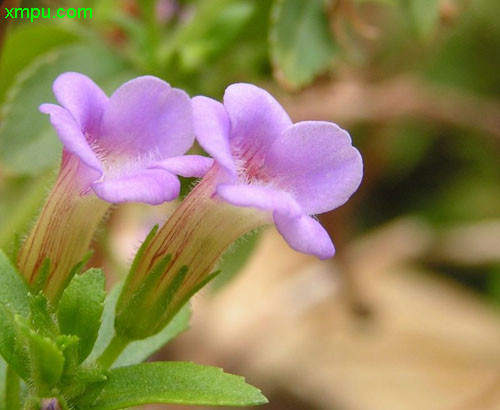 菊花茶图片