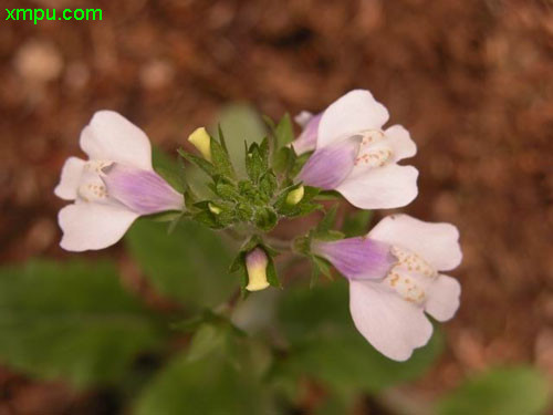 丁香花五月