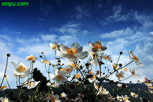 龙吐珠一年开几次花